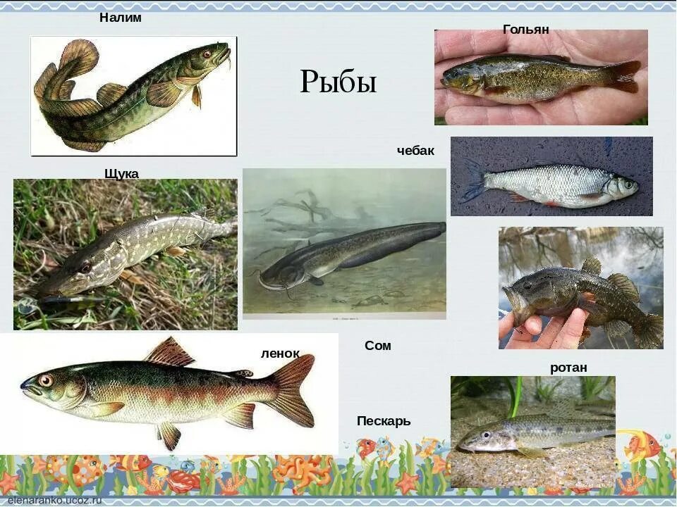Рыбы обитатели водоемов
