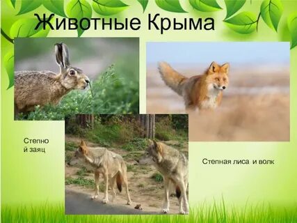 Дикие животные обитающие в крыму