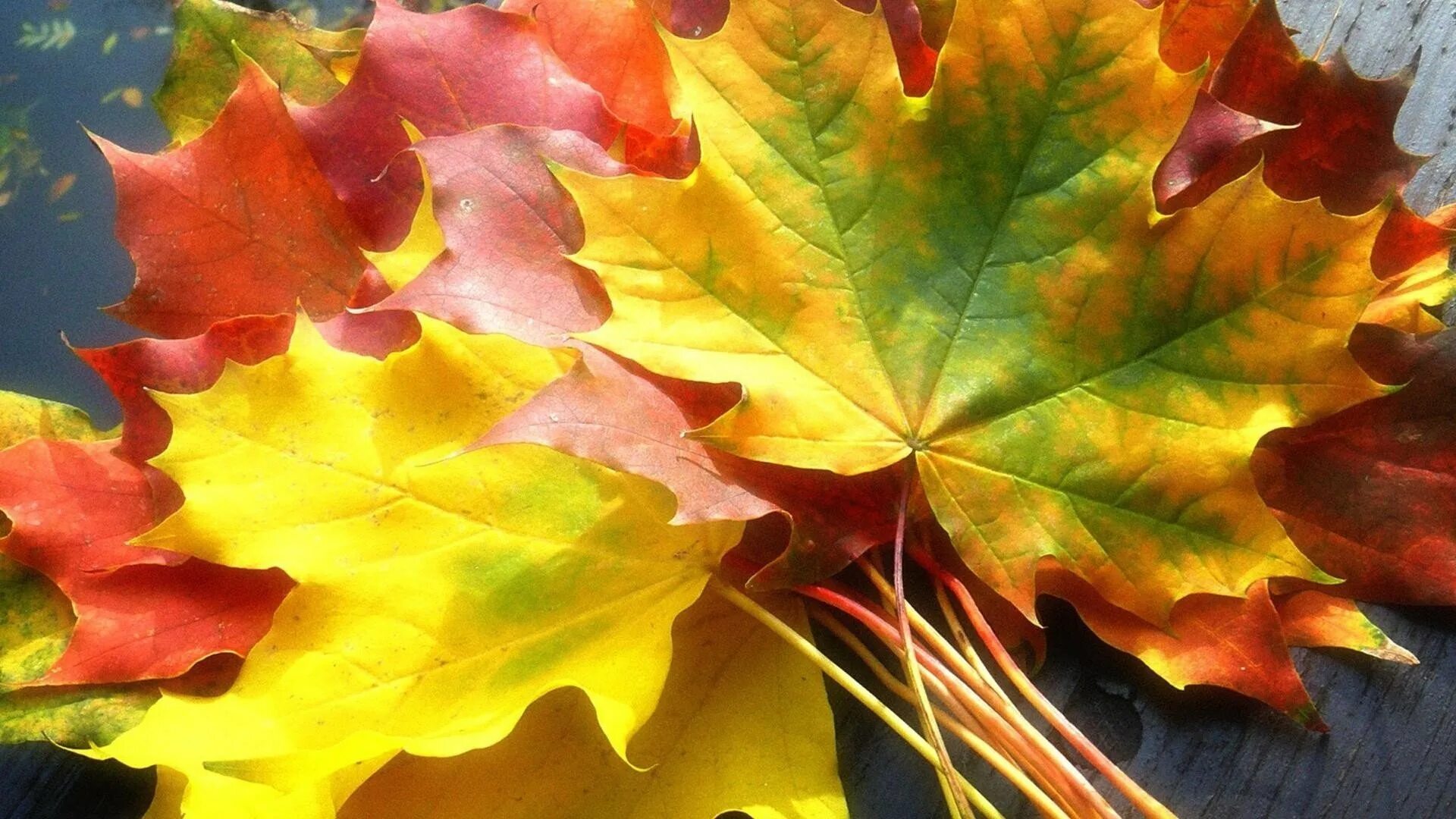 Осень листья. Кленовый лист. Листики осенние. Красивые осенние листья.