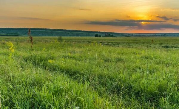 Пойменный луг. Заливные Луга. Урожай с заливного Луга. Заливные Луга Сибири.