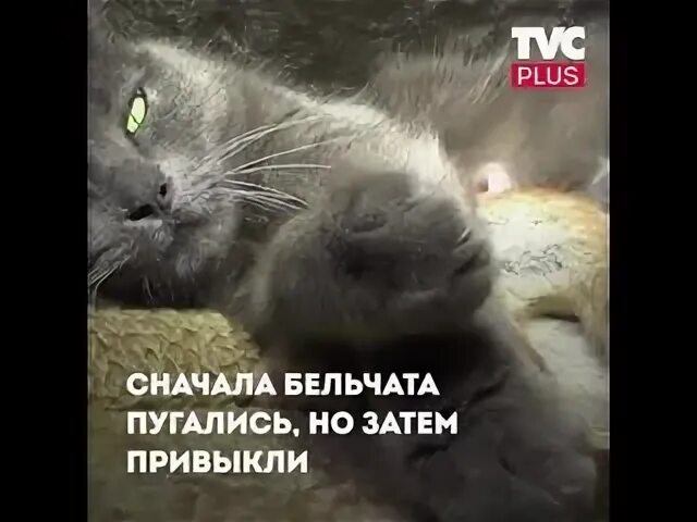 Сначала плюс