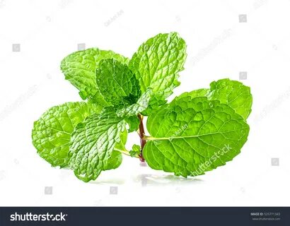 Mint apt