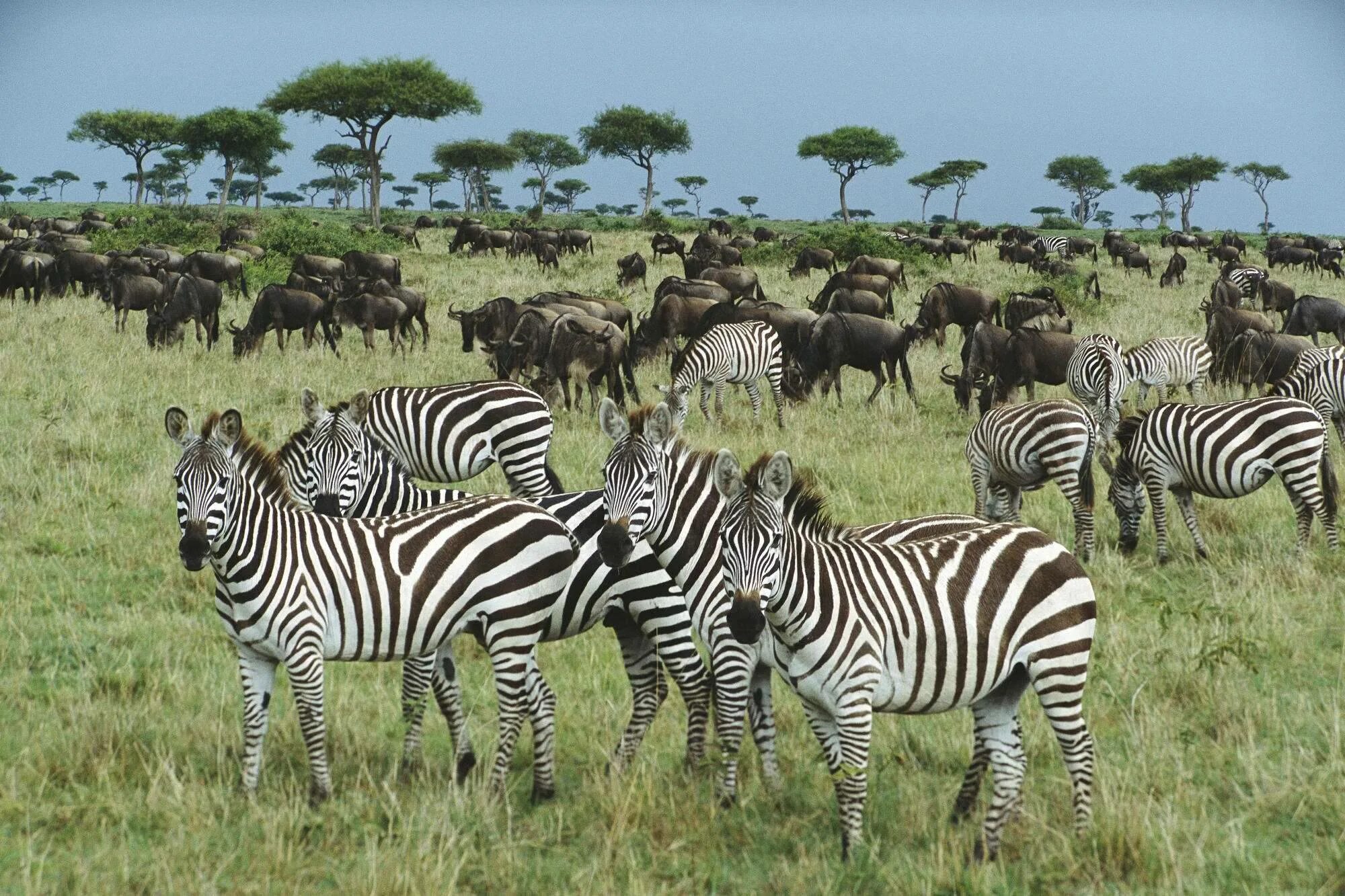 Зебры в саванне. Фауна саванны Африки. Зебры в Африке в саванне. Животные Африки Зебра. Зебра живет в африке