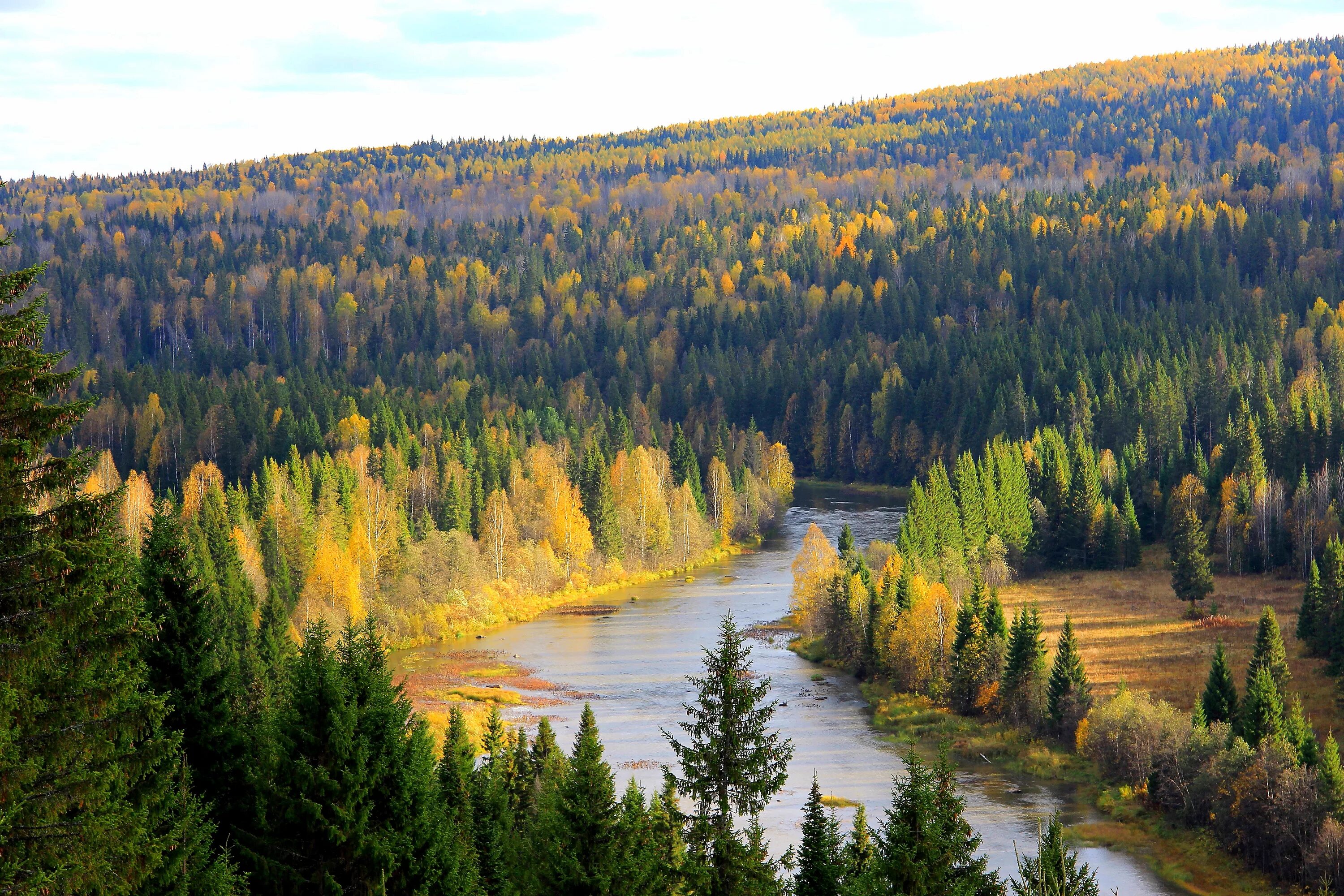 Природа культуры является. Река Койва Пермский край. Пермский край осенью Койва река. Двинско-Пинежский Лесной массив. Тайга в Удмуртии.