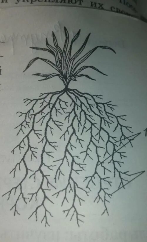 Мочковатая корневая система рисунок. Типы корневых систем рисунок. Мочковатая корневая рисунок карандашом. Корневая система пшеницы.