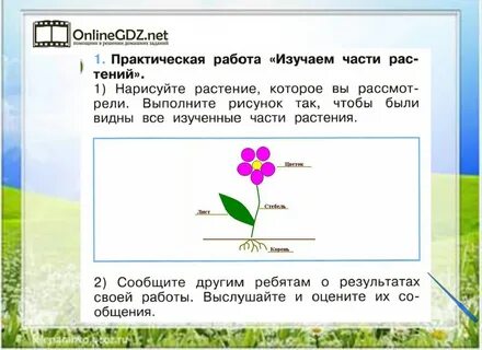 Нарисуйте растение которое вы рассмотрели