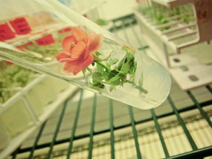 Plant culture. Культивирование ин Витро. Цветы в пробирках. In vitro растения. Лаборатория пробирка растение.