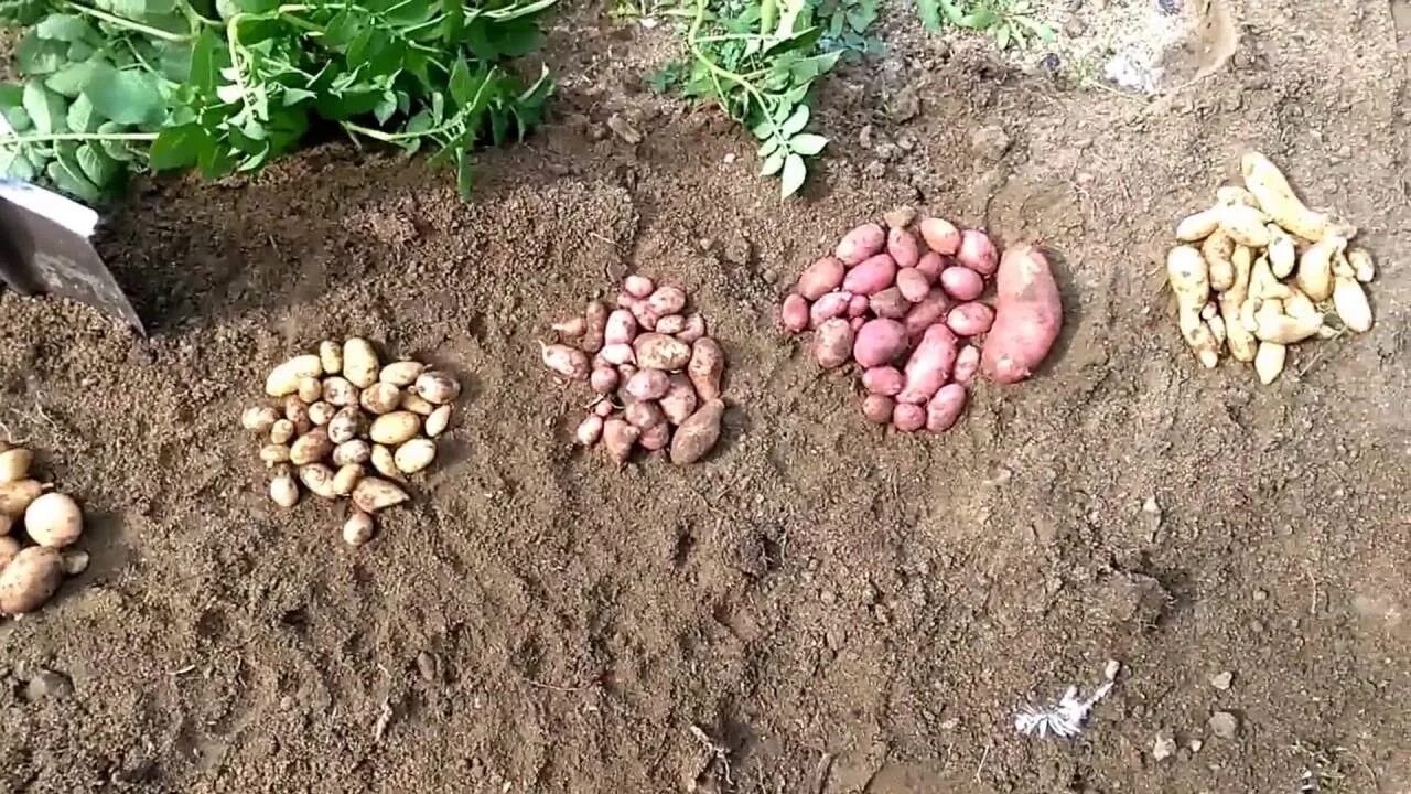 Вырастет ли картошка. Картошка из семян. Посадка картофеля из семян. Рассада картофеля из семян. Посадка картошки семенами.