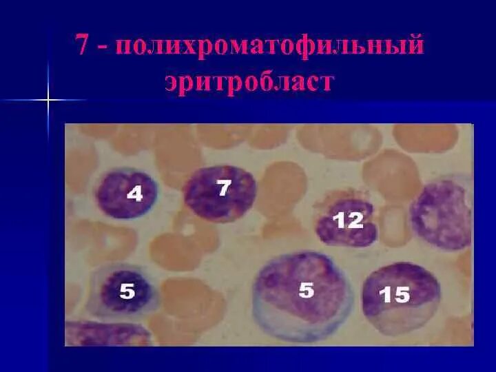 Цитоплазма эритробластов
