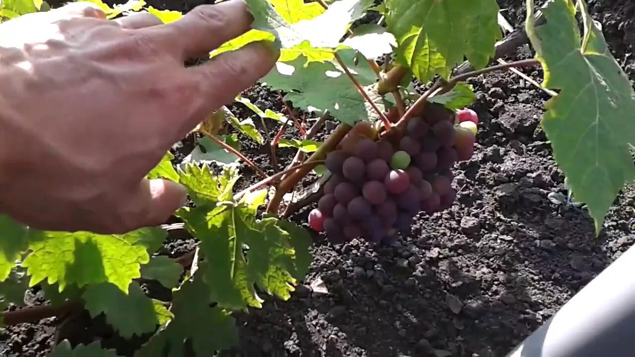 Виноград Башкирский. Виноград Башкирский ранний. Виноград Башкирский изумруд. Районированный виноград Башкирии.