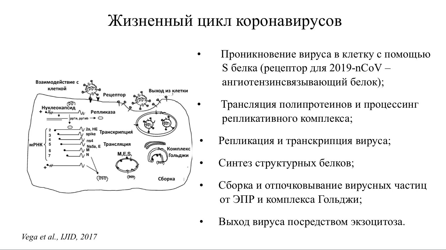 Жизненный цикл вируса. Жизненный цикл вируса оспы. Жизненный цикл вируса натуральной оспы.