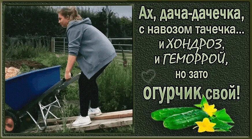 Шутки про дачу. Дача юмор. Картинка дача огород. Прикольные надписи для дачников. Дунул не навоз текст