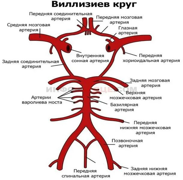 Мозговые артерии латынь. Позвоночная артерия Виллизиев круг. Анатомия сосудов Виллизиева круга и круга Захарченко. Артерии головного мозга Виллизиев круг схема. Анатомия сосуды Виллизиев круг.