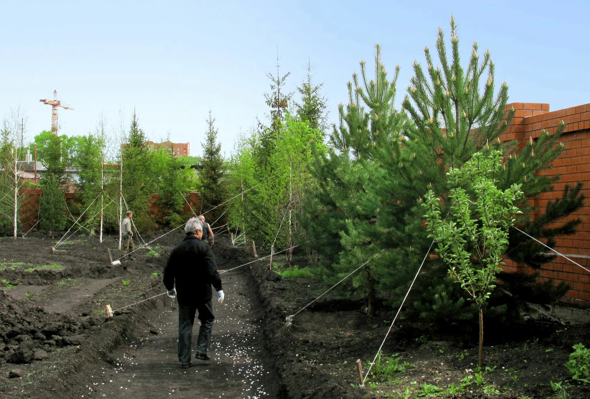 Сосна обыкновенная крупномер. Посадка крупномеров сосны. Посадка крупномеров. Посадка деревьев крупномеров. Пихта сибирская крупномеры.