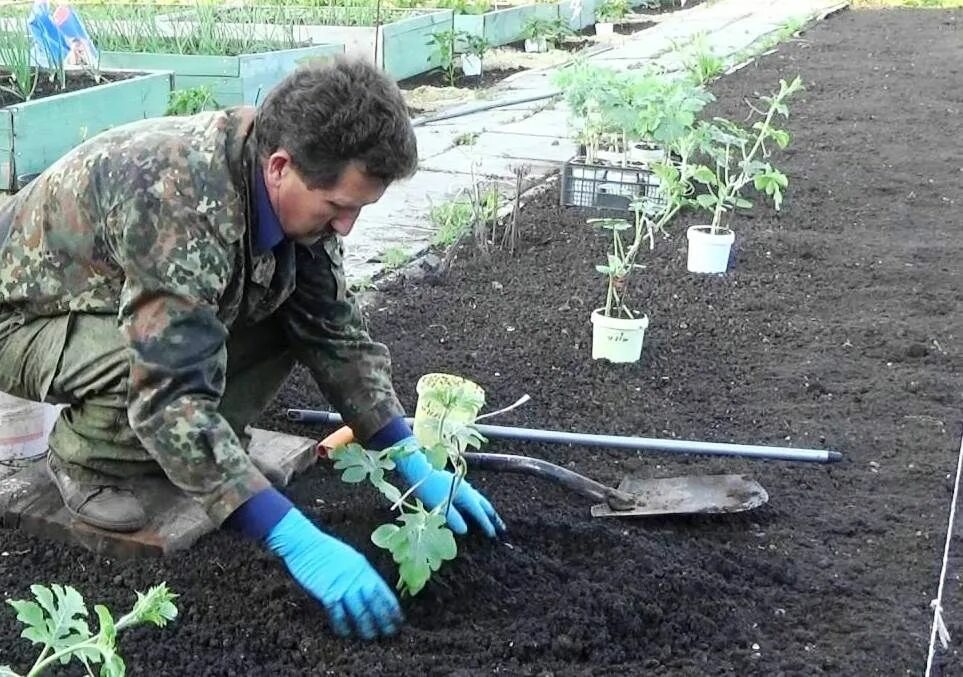 Посадка арбузов. Высадка рассады в грунт. Посадка бахчевых в открытый грунт. Грядка для арбуза в открытом грунте. Когда в подмосковье сеять арбуз и дыню