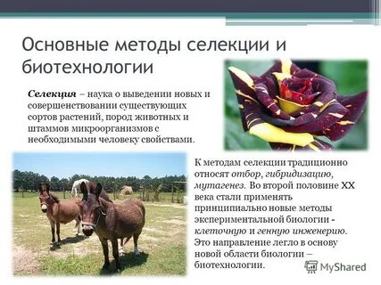 В основе методов селекции лежит