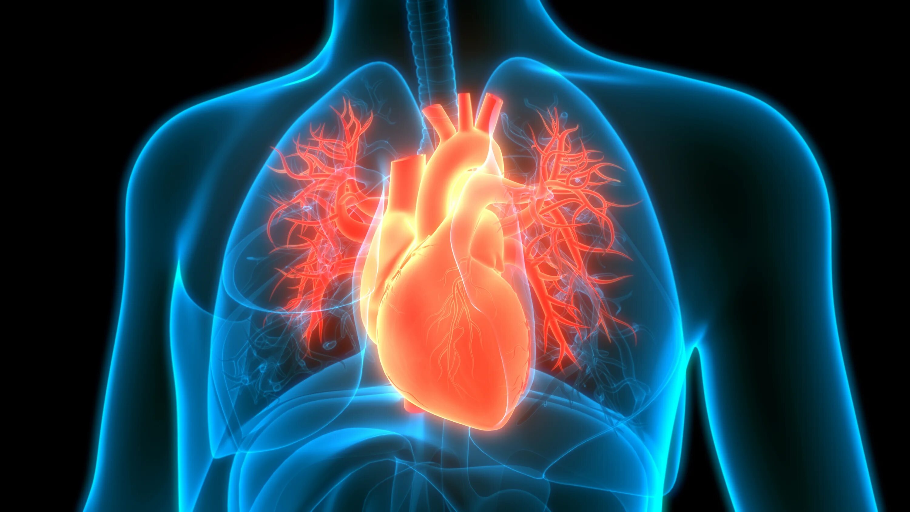 Легкие сердечные заболевания. Сердце. Дыхание сердца. Сердечно-сосудистая система человека.