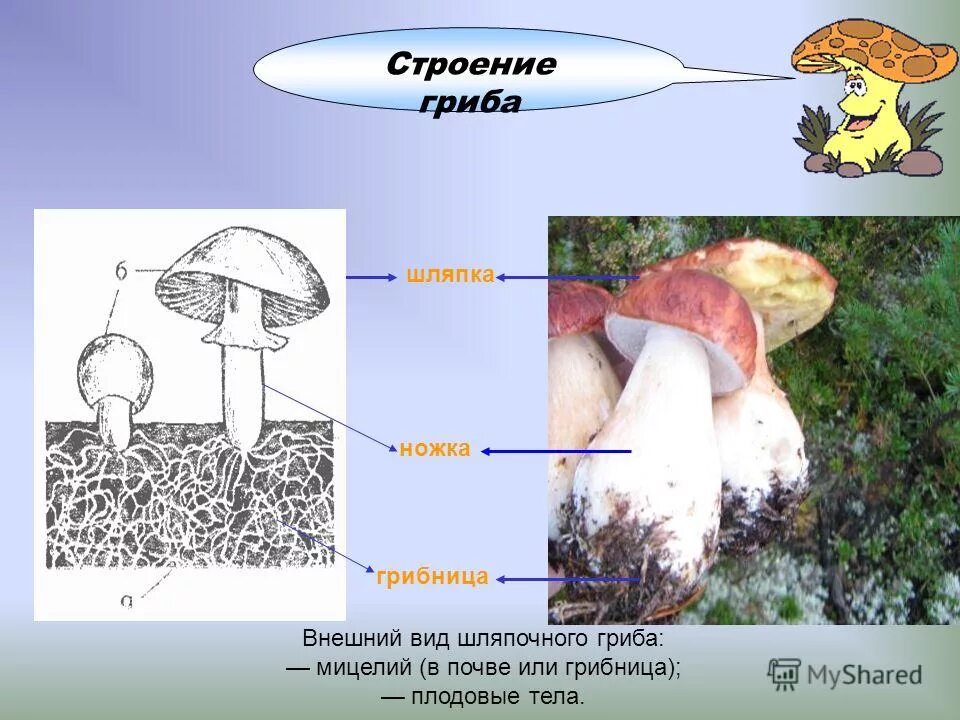 Мицелий шляпочных грибов. Грибы строение шляпочных грибов. Строение грибницы шляпочных грибов. Мицелий шляпочного гриба. Гриб строение шляпочного гриба.