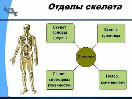 Отделы скелета головы и туловища