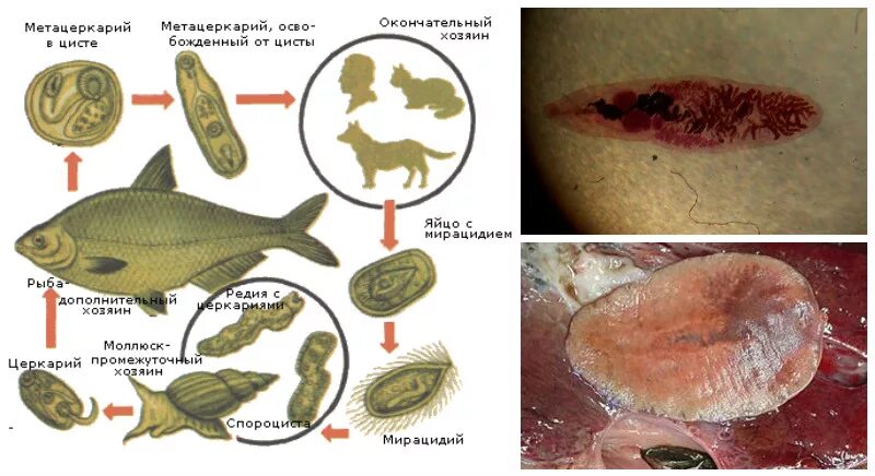 Метацеркарий кошачьего сосальщика. Плоские черви кошачьи сосальщики. Паразит печеночный сосальщик. Сколько промежуточных хозяев имеет кошачий сосальщик