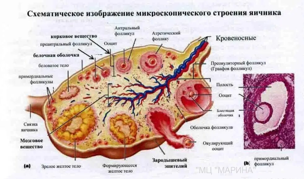 Внутреннее строение яичника. Внутреннее строение яичника анатомия. Структурные элементы яичника. Внешнее строение яичника. Внутренне строение яичника.