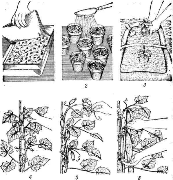Пересаживают ли огурцы. Рассада огурцов схема. Схема посева семян огурцов в теплице семенами. Схема посадки семян огурцов в теплице. Схема посадки огурцов в грунт рассадой.