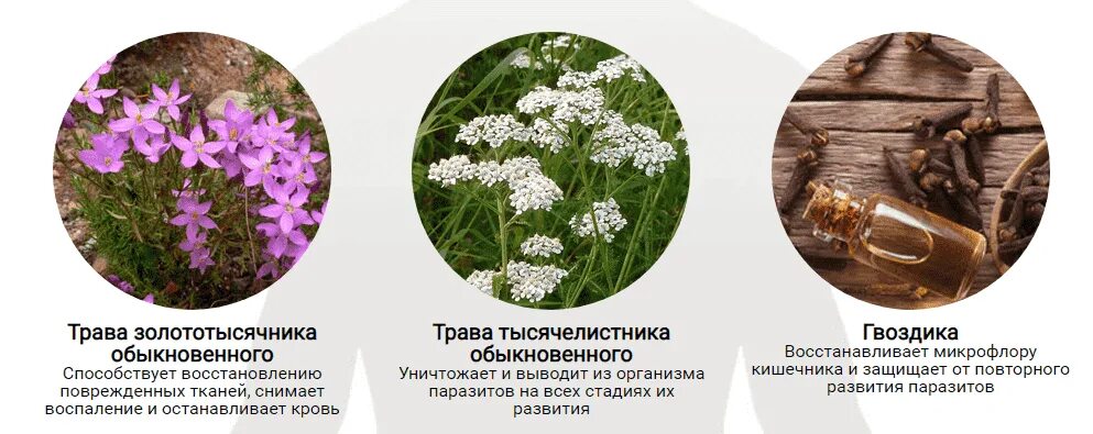 Травы от паразитов в организме. Травы восстанавливающие микрофлору. трава восстанавливающая микрофлору кишечника. травы которые останавливают кровь. растения останавливающие кровотечение.