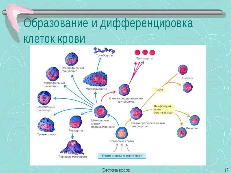 Схема клеток крови. Схема дифференцировки клеток крови. Схема развития и дифференцировка клеток крови. Схема дифференцировки т клеток. Тучные клетки дифференцировка.