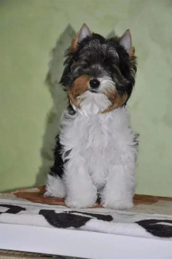 стрижка бивера мальчика. стрижка бивер йорка мальчика. стрижка бивера мальчика. стрижки биро йорков мальчиков. стрижка бивера мальчика.