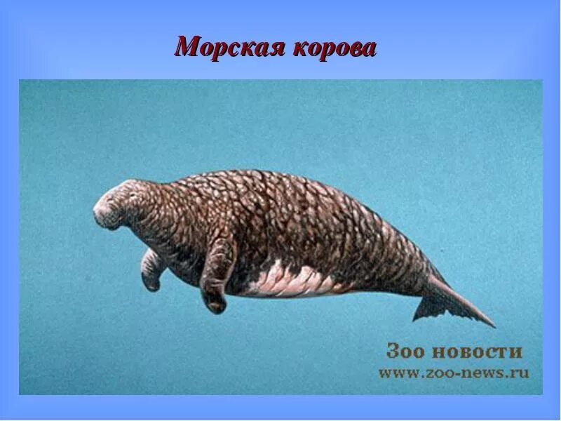 Steller's sea cow. Стеллерова корова красная книга краткое описание. Ламантин морская корова. Вымершая корова. S is for.