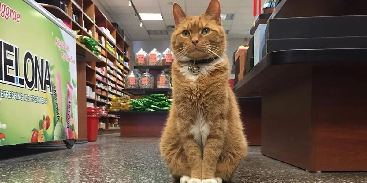 Cat store. Коты в магазине. Магазин котик. Кот стажер. Бизнес кот в магазине.