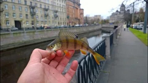 Петербург рыбы