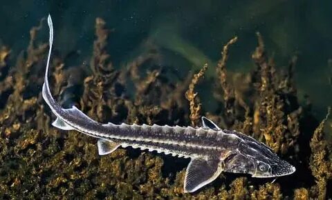 Жалаңаш той порно