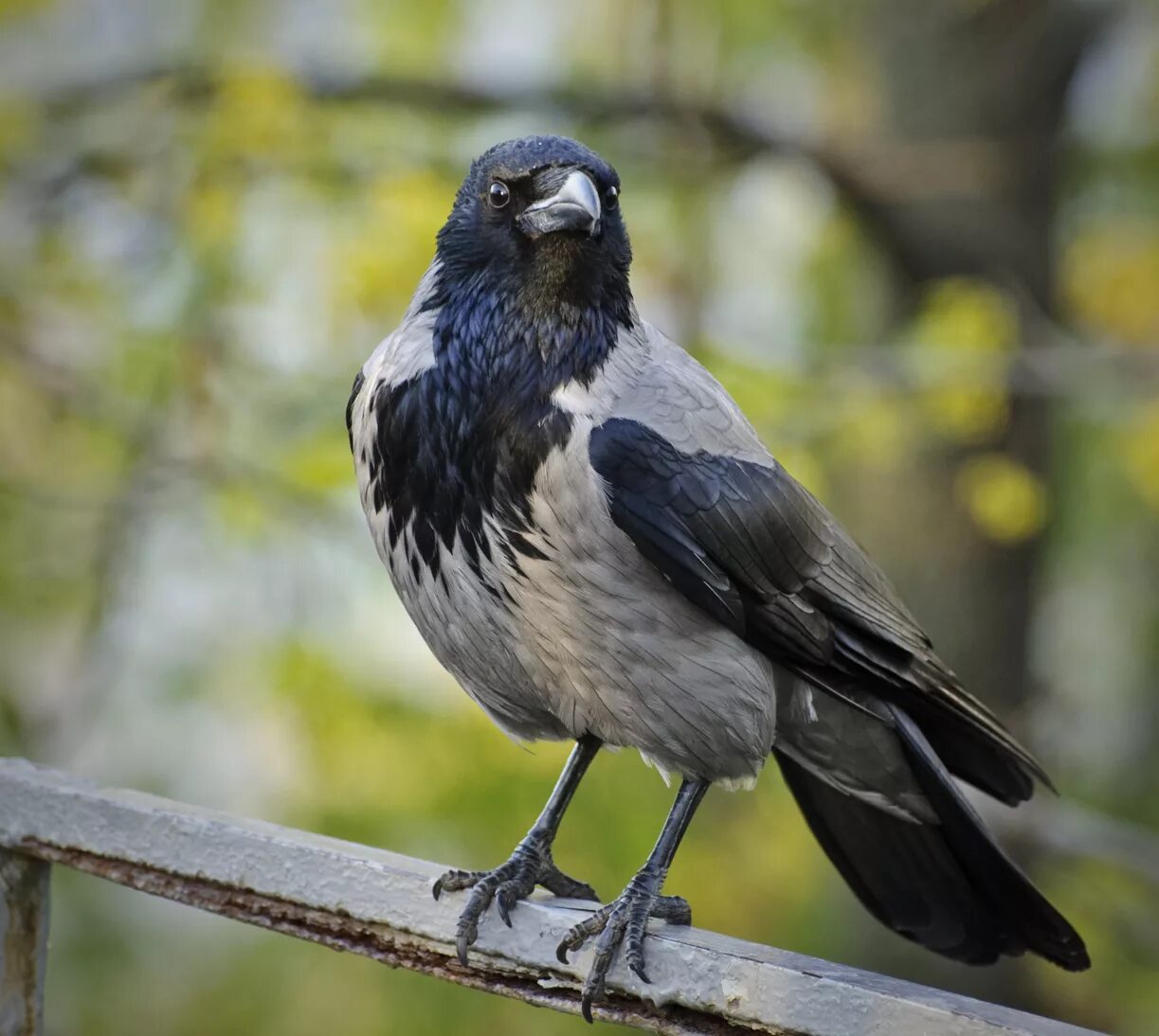 Сорокопут shrike. Сорокопут шрайк птичка. Птицы самары серого цвета. Птицы сыктывкара. Голубая комароловка.
