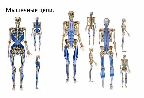 Мышечные цепи