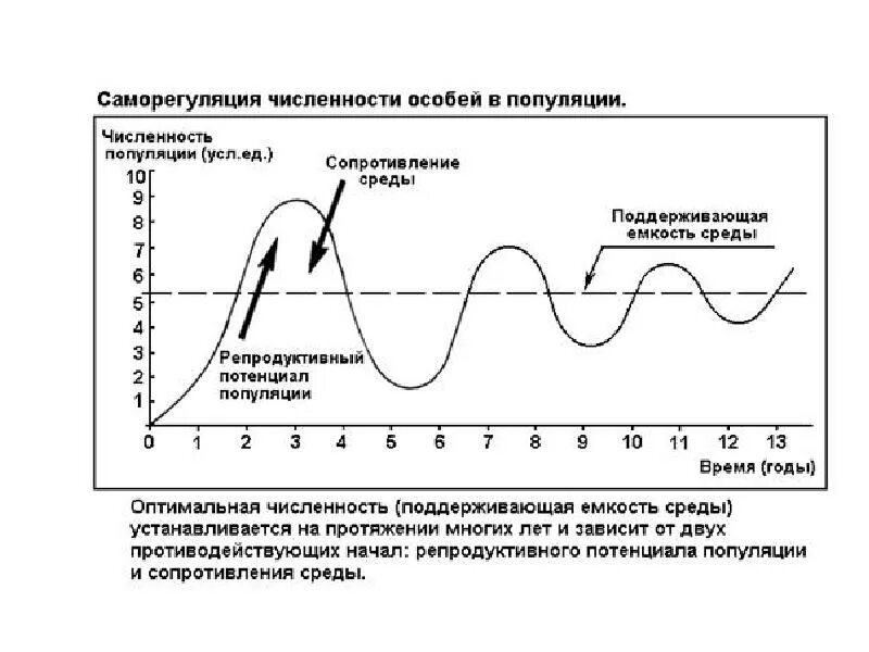 Численность особей популяции. Саморегуляция численности популяций. схема саморегуляции численности популяции. концепция саморегуляции численности популяции. регуляция численности популяции схема.