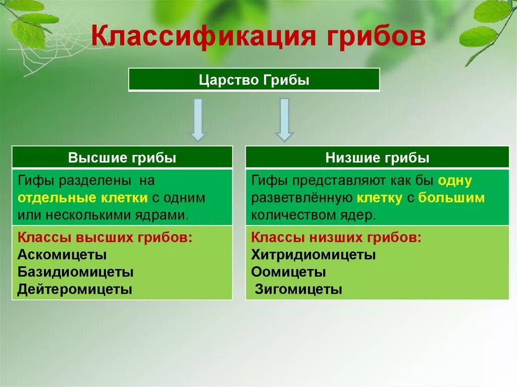 Царство грибы классификация. Систематика царства грибов. Классификация низших и высших грибов. . Общая характеристика низших грибы.