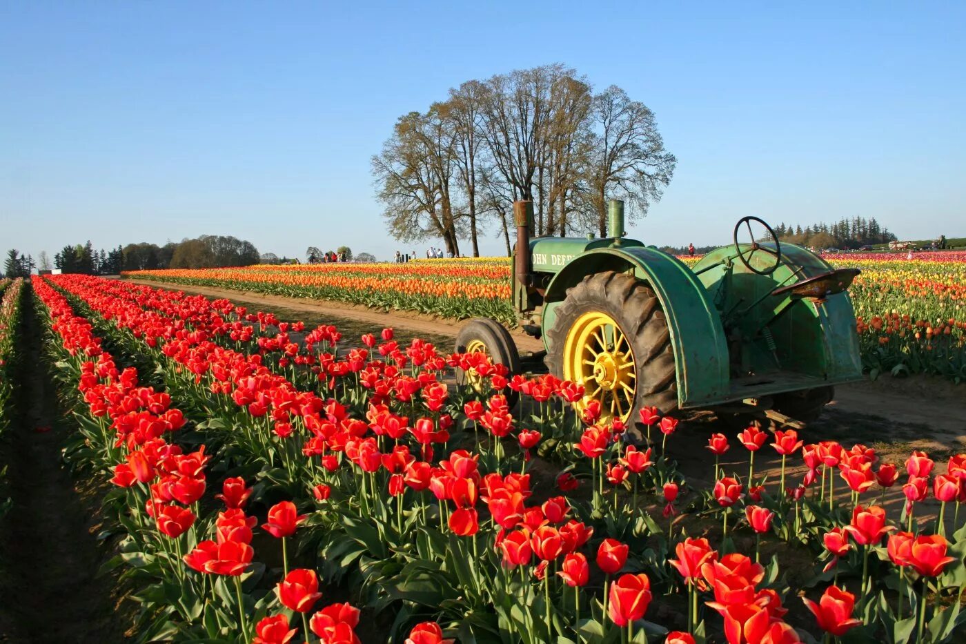 голландия тюльпановые поля мельница. плантации тюльпанов в голландии. Lg 47lb730v. амстердам тюльпаны плантации. тюльпановая ферма баку.