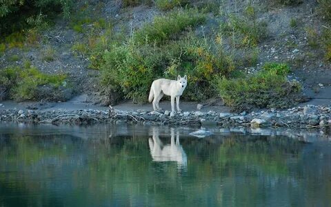 River wolves