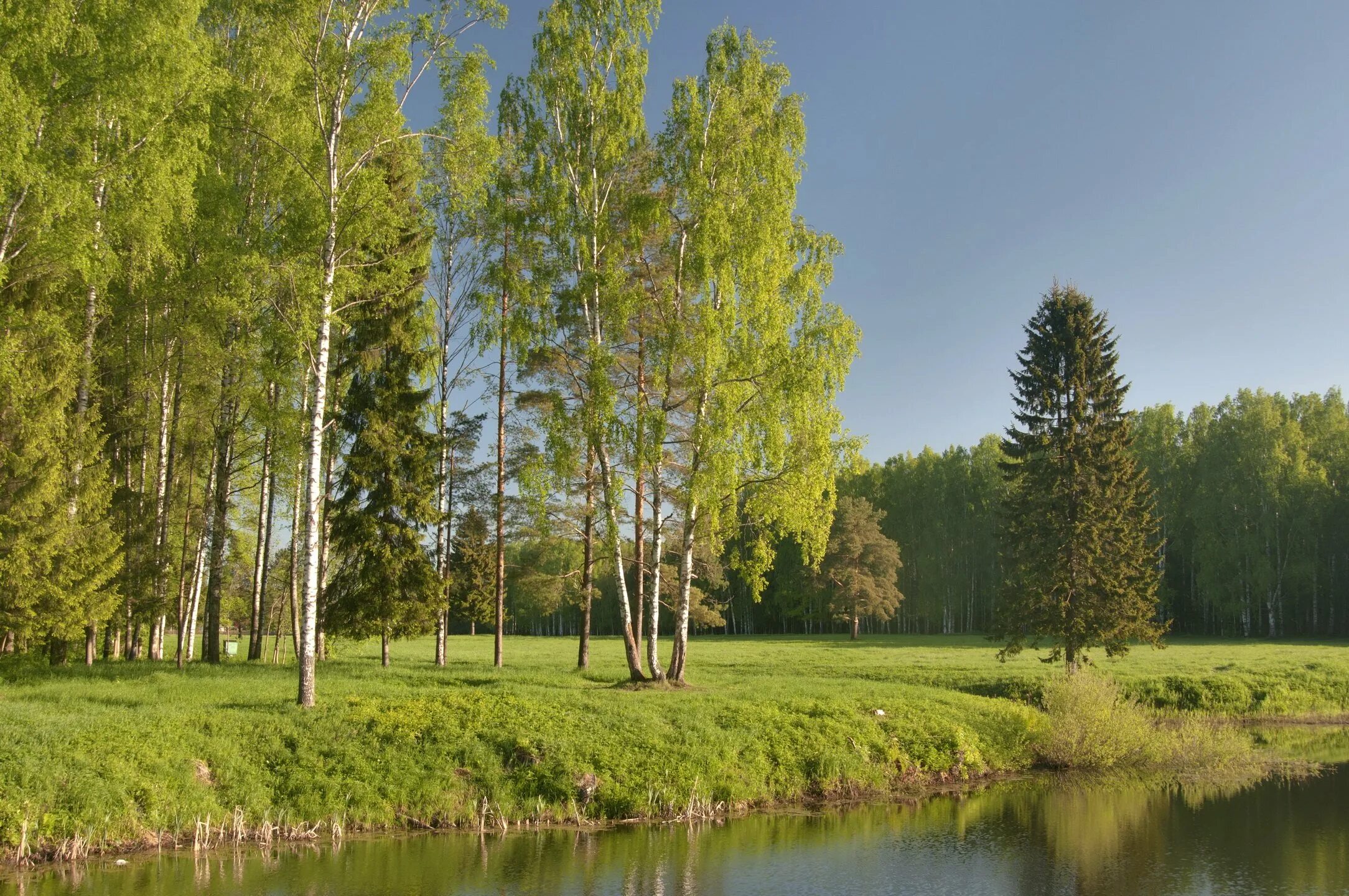 Берёзовая роща и река. Березовая роща озеро ивановская область. Березовая роща тула. Березовая роща хабаровск. Березовая роща башкирия.