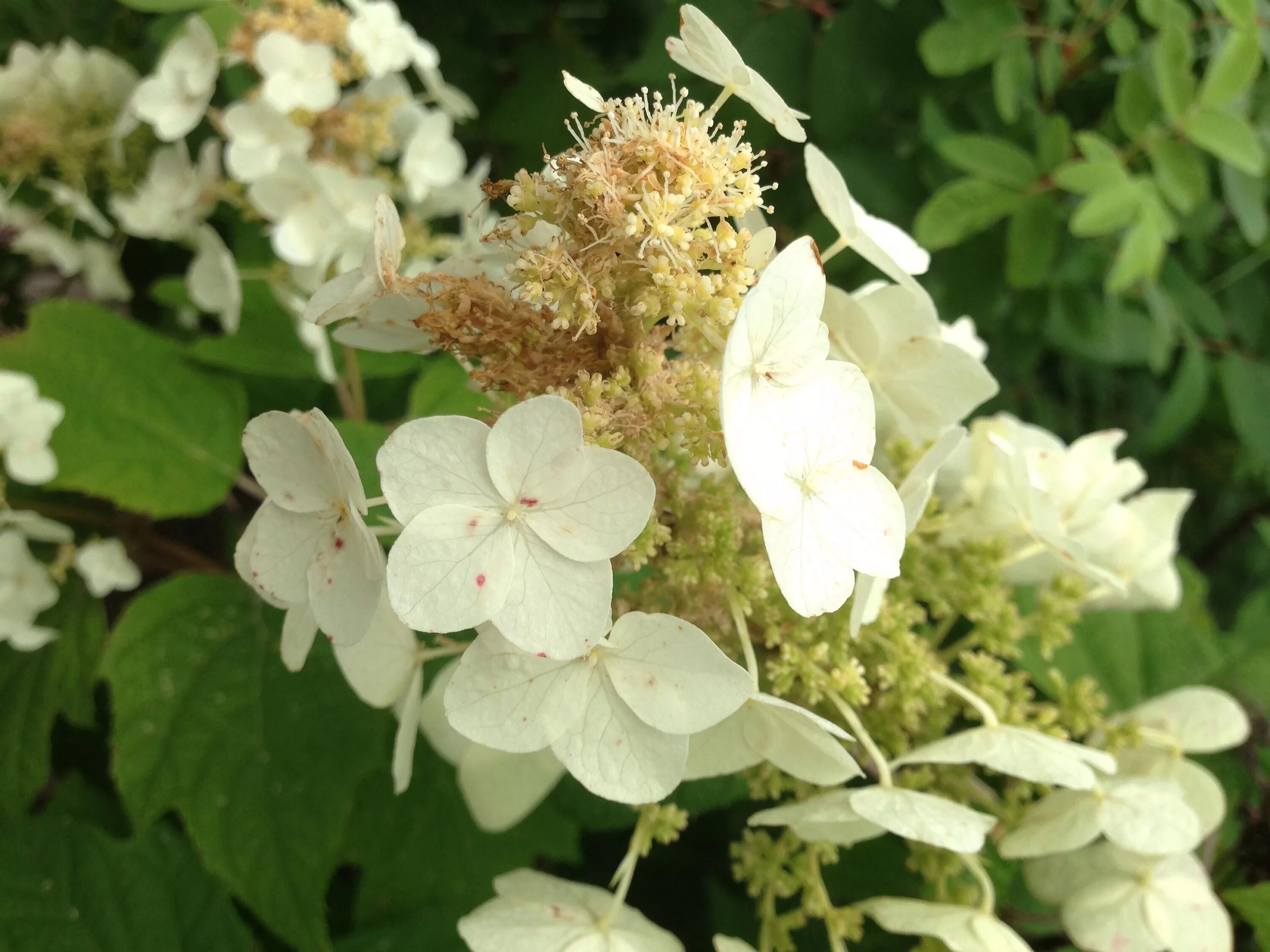 Hydrangea / 紫 陽 花(ア ジ サ イ) Ajisai-Yashiki Garden, Mobara-shi(ci. Flickr