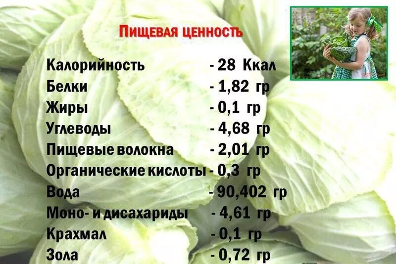 Энергетическая ценность капусты белокочанной. Калории в капусте белокочанной. Белокочанная калорийность на 100. Белокочанная калорийность на 100. Капуста бжу на 100 грамм.