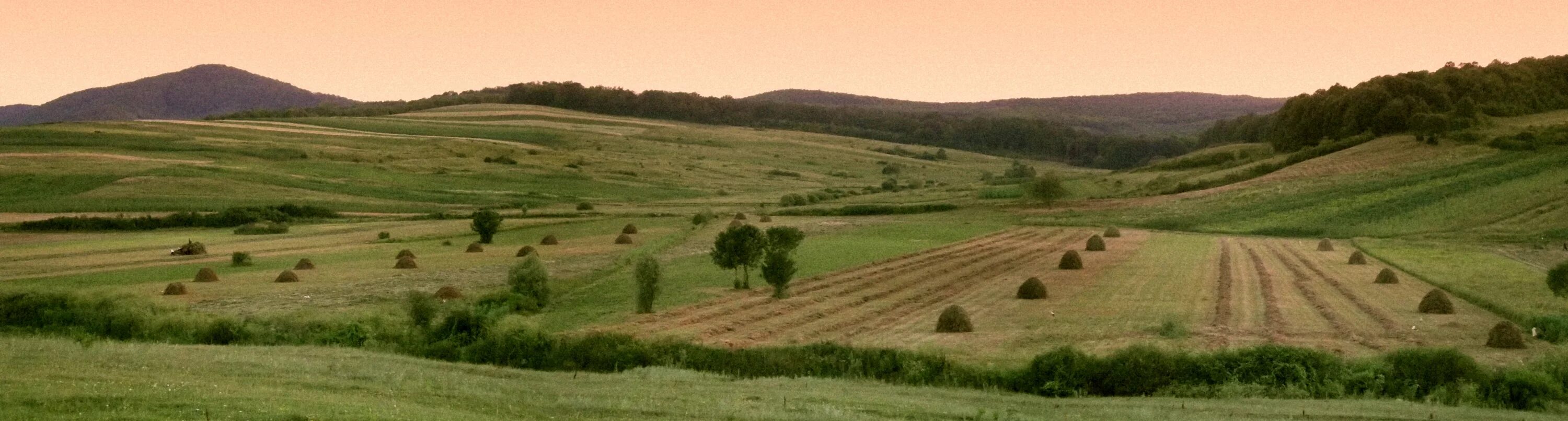 Участок холмы. Картины 8к. Field (Geography). Wineyard field from above.