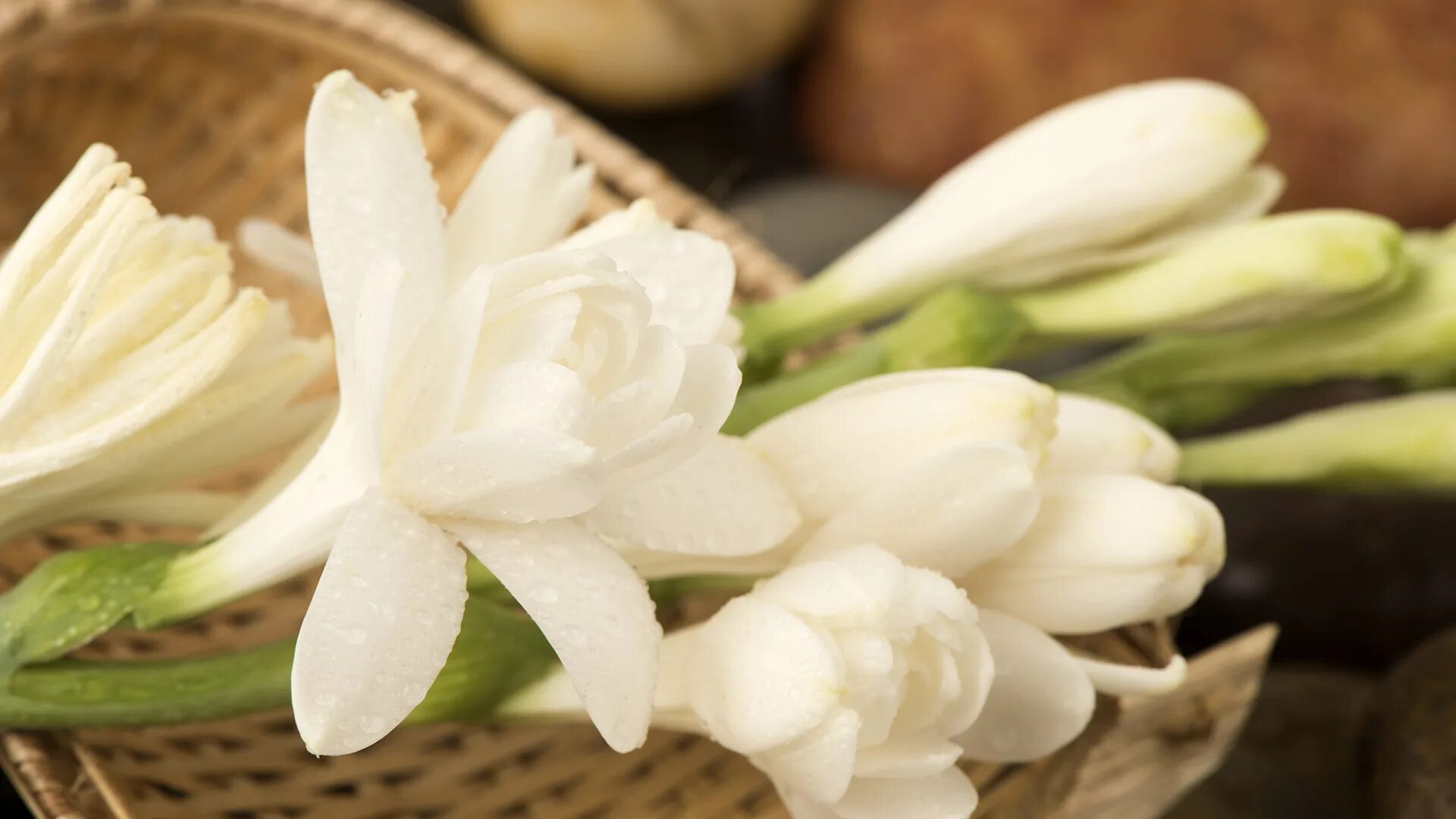 Тубероза (polianthes tuberosa). Цветок полиантес тубероза. Белые цветы с сильным запахом. Тубероза граса. Белые цветы с сильным запахом.