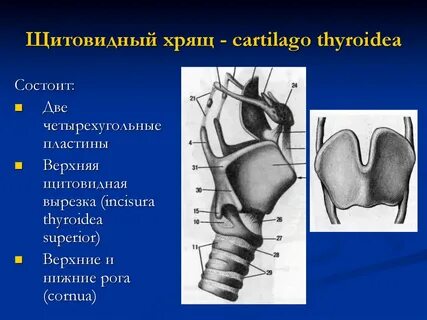 Хрящи список