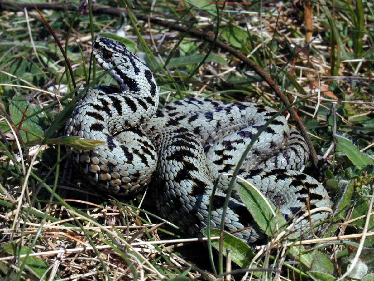 Песчаная сестрица гадюки. Гюрза Vipera lebetina. Гадюка Гюрза. Степная гадюка Гюрза. Кавказская гадюка Гюрза.