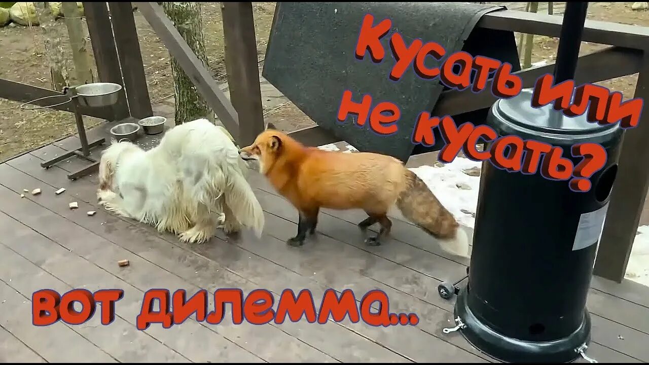 Кусается алиса. Лиса кусается. лиса кусает лису.