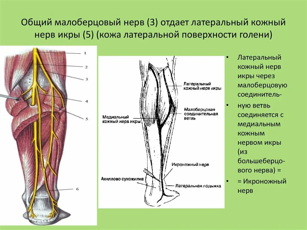 N suralis