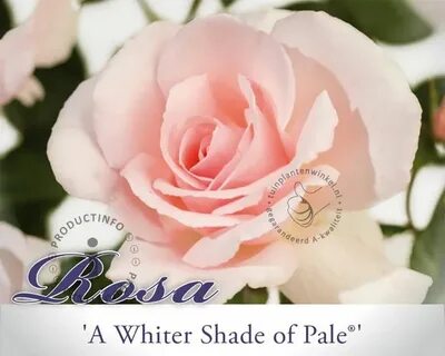 White shades of pale
