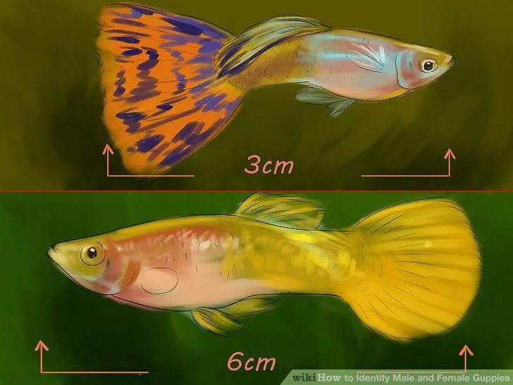 Как отличить самку. Гуппи самка и самец отличия. Гуппи самец и самка. Гуппи рыбки самки и самцы. Гуппи самка.